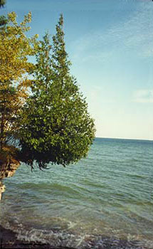 cedarock tree on bluff